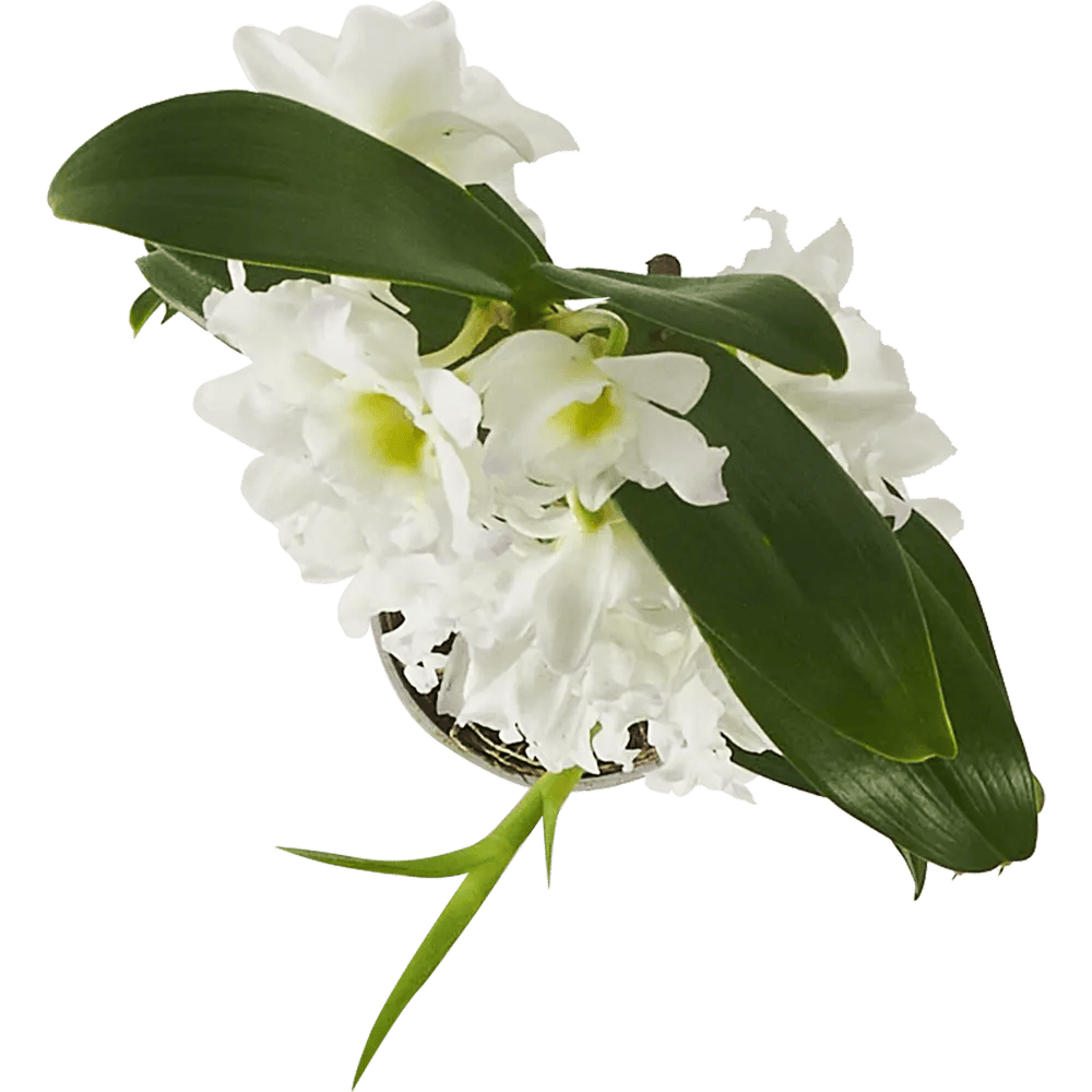 Tsvetok_v_kashpo_Orkhideya_Dendrobium_Nobile_Apollon_d12_h55_3