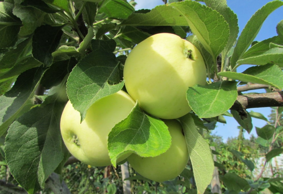 Снимок экрана_6-5-2025_84524_landshaftlux.ru