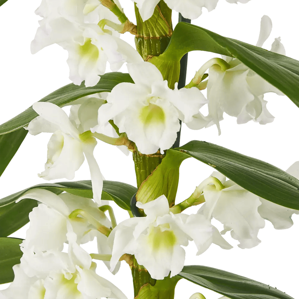 Tsvetok_v_kashpo_Orkhideya_Dendrobium_Nobile_Apollon_d12_h55_4