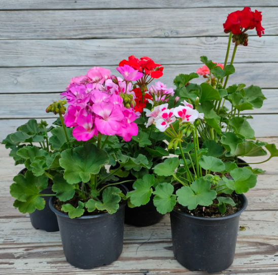 Рассада в горшке Пеларгония(герань)