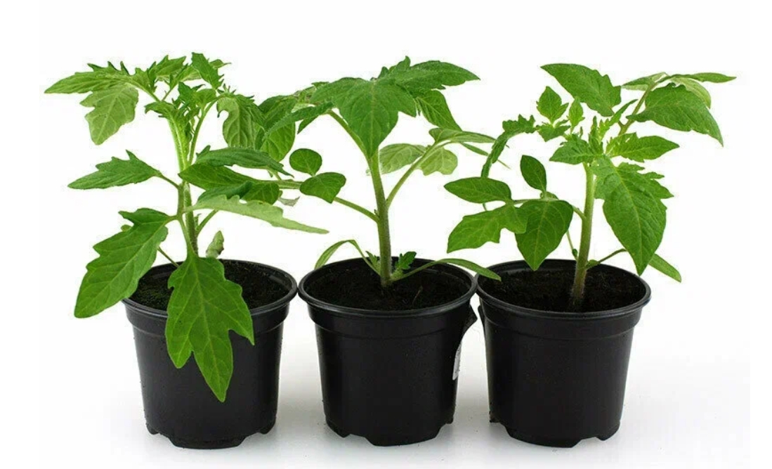 Снимок экрана_7-1-2025_82343_market.yandex.ru