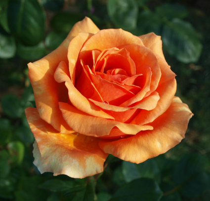 Снимок экрана 2025-02-17 151312