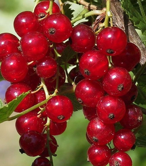 Снимок экрана_5-5-2025_15639_www.plodopitomnik-kazan.ru