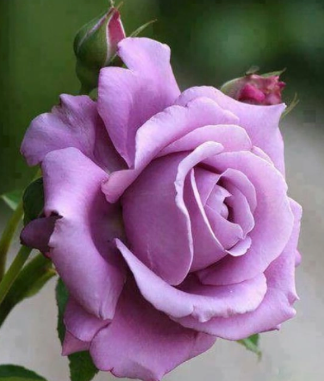 Снимок экрана 2025-02-17 161210