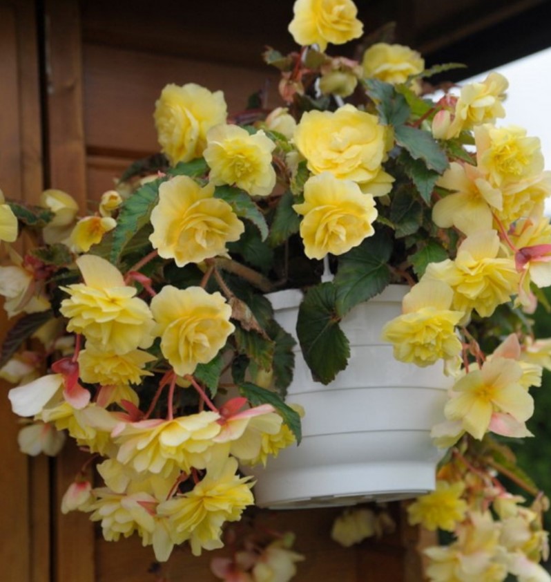 бегония ампельная