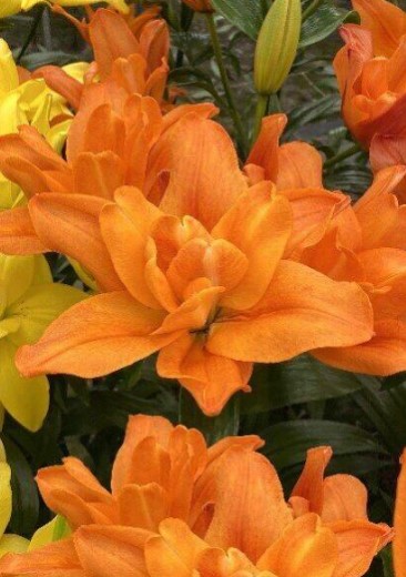 Снимок экрана 2024-03-05 115215