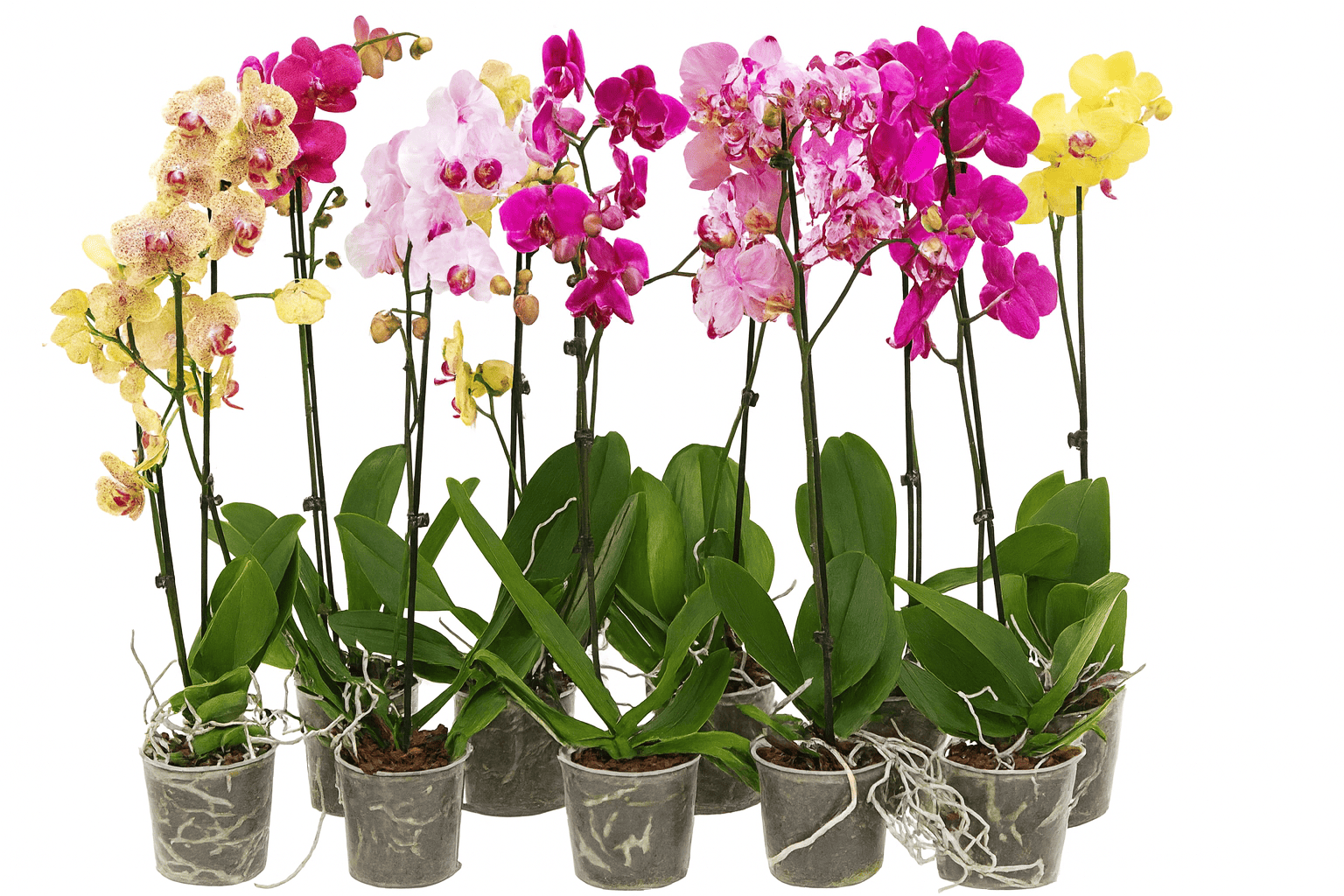 Tsvetok_v_kashpo_Phalaenopsis_1_vetka_d12h55_f1