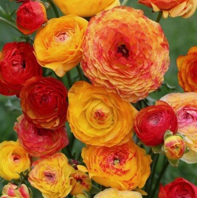 Снимок экрана_14-2-2025_105154_alsemya.ru