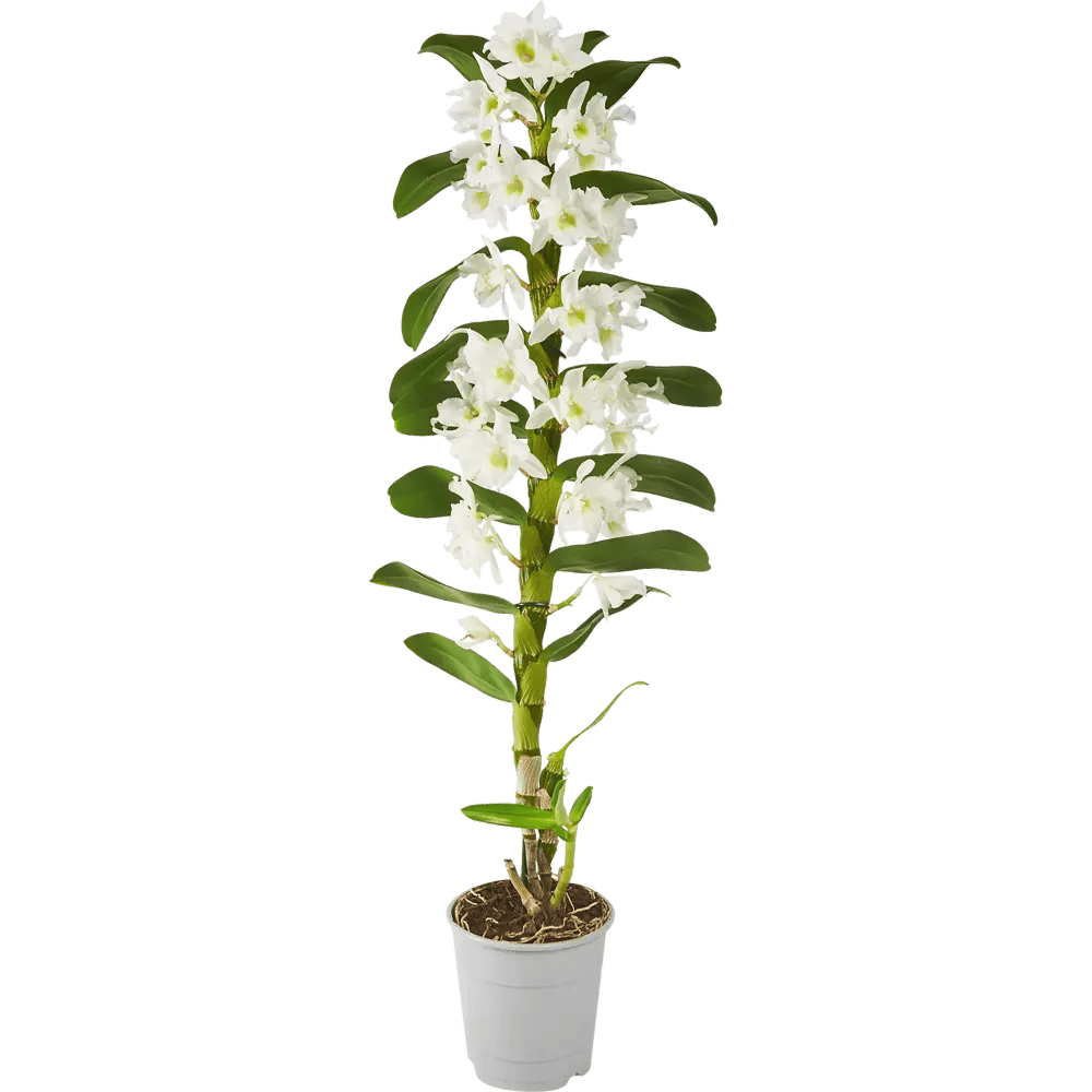 Tsvetok_v_kashpo_Orkhideya_Dendrobium_Nobile_Apollon_d12_h55_1