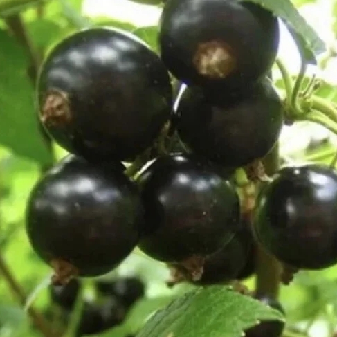 Снимок экрана_6-5-2025_8318_gribanovosad.ru