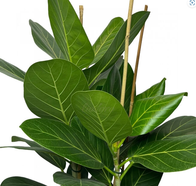 Снимок экрана_14-2-2025_9251_www.100sp.ru