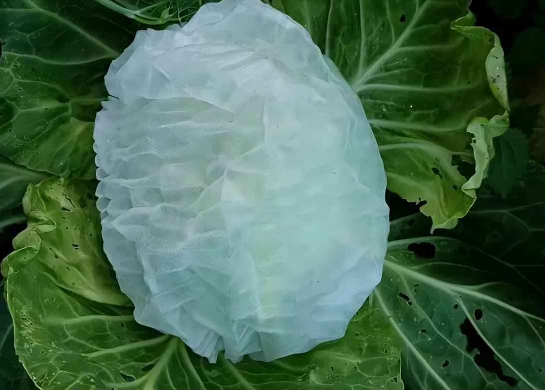 т5