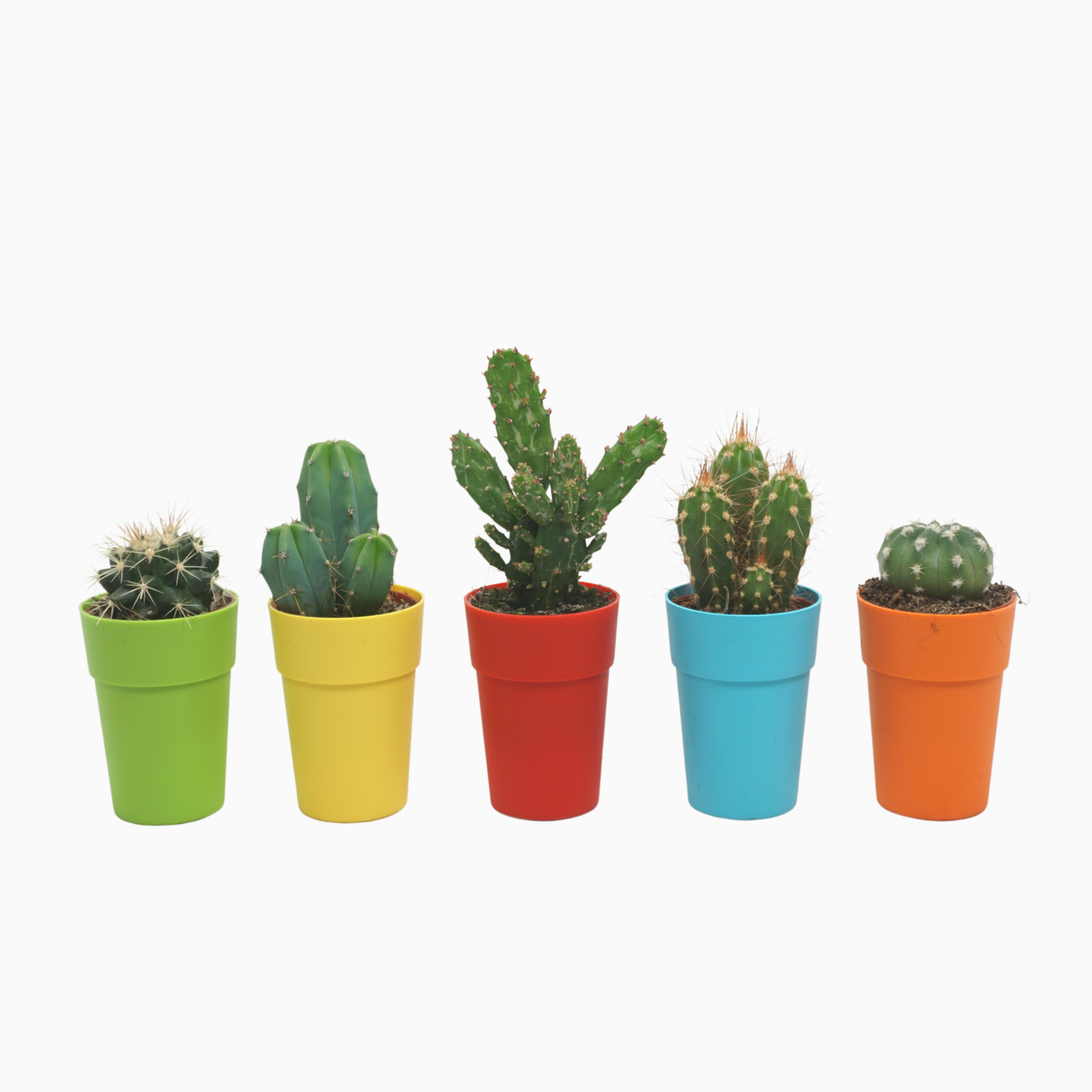 кактус микс