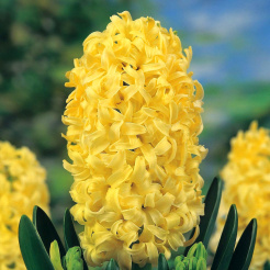 hyacinthus_gipsy_princess_17520