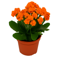 Tsvetok_v_kashpo_Kalanchoe_Kalandiva_d10,5_f2