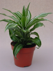 dracenakanzi